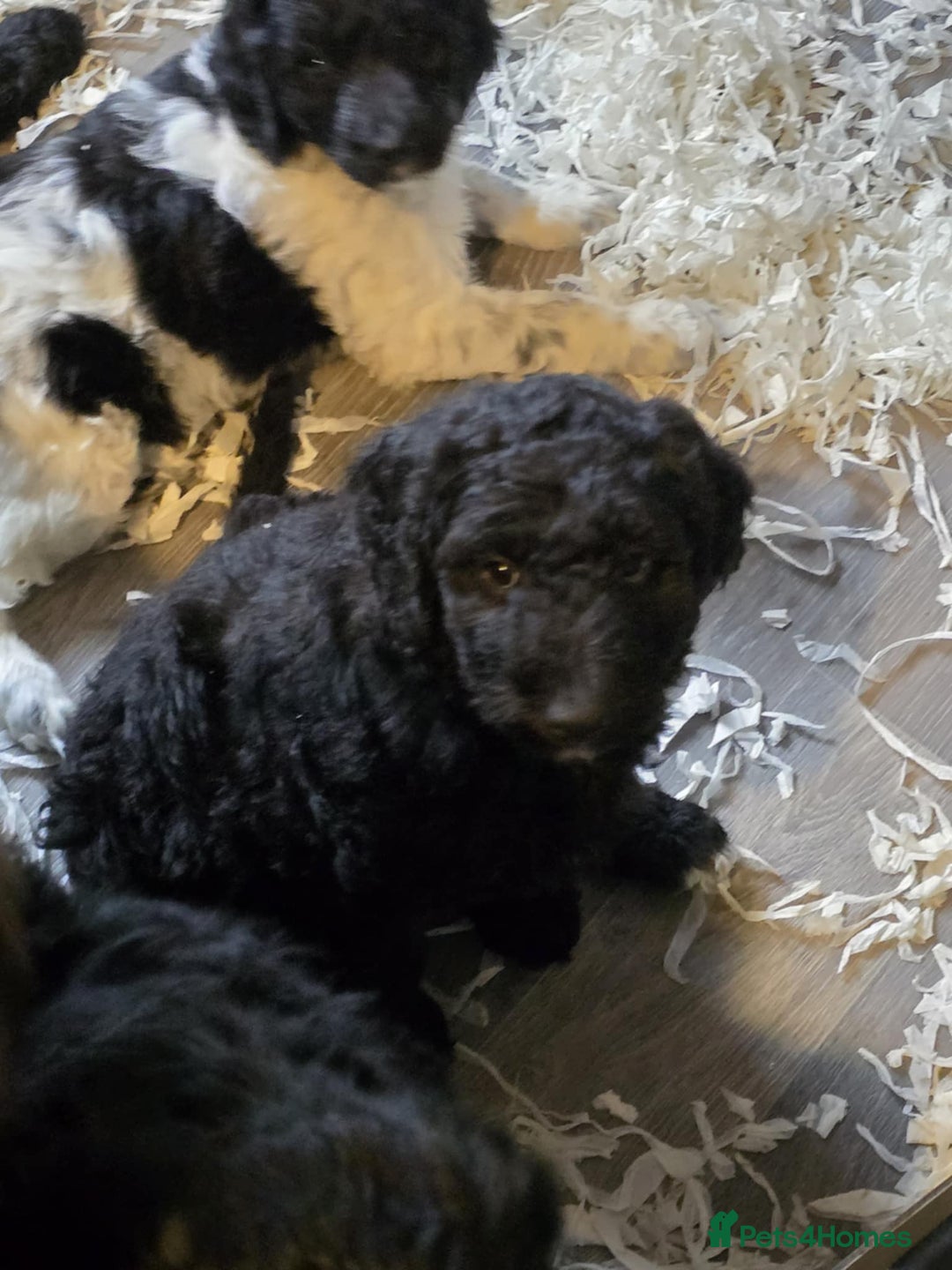 Labradoodle dogs for sale: Gorgeous Labradoodle Babies  - Image 20