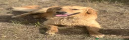 Golden Retriever dogs for sale: Chunky golden retriever puppies, kc registered in Poulton-le-Fylde - Advert 20