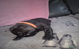 Staffordshire Bull Terrier dogs for sale: 2 female staffies  - Image 19