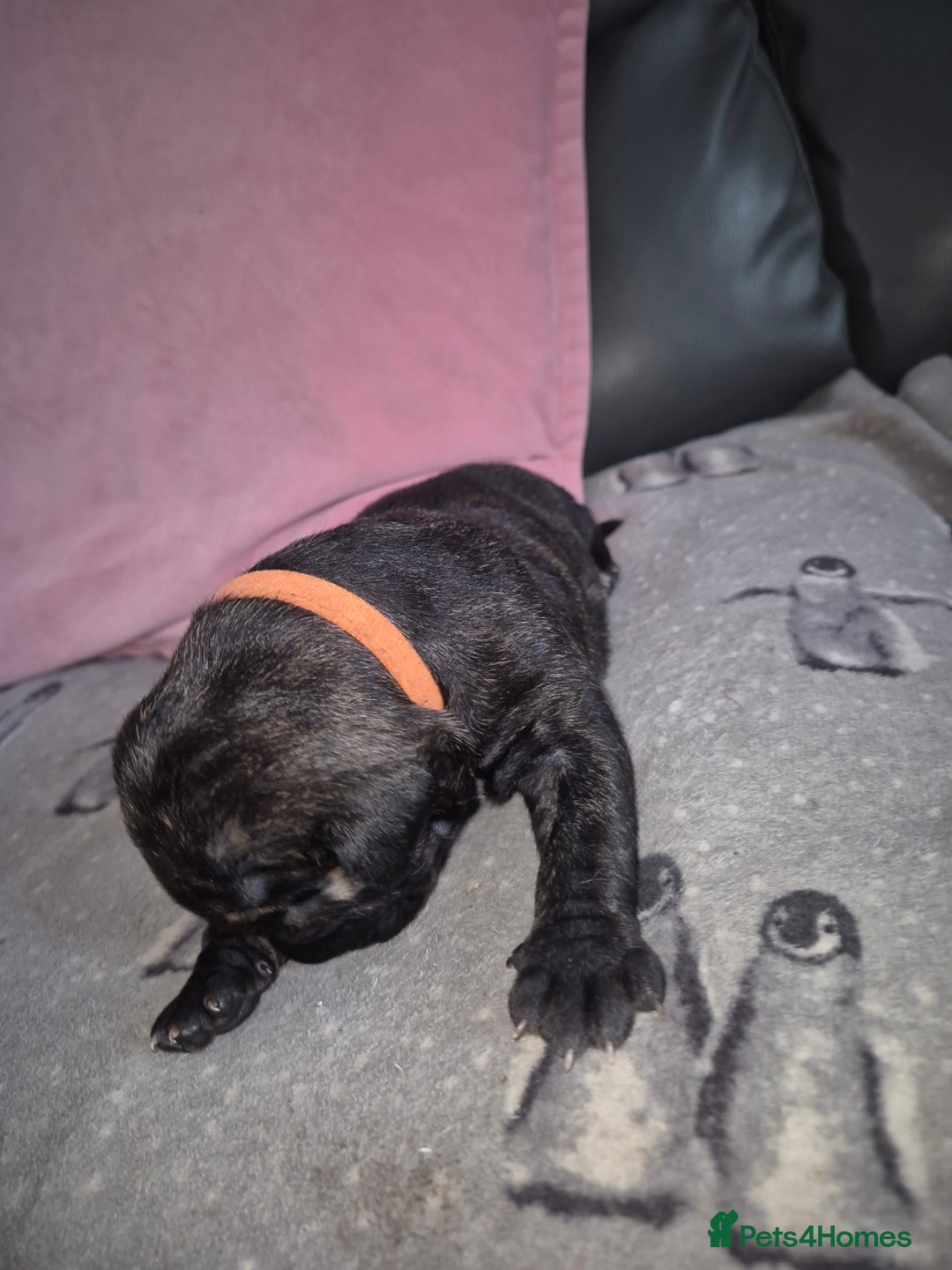 Staffordshire Bull Terrier dogs for sale: 2 female staffies  - Image 19