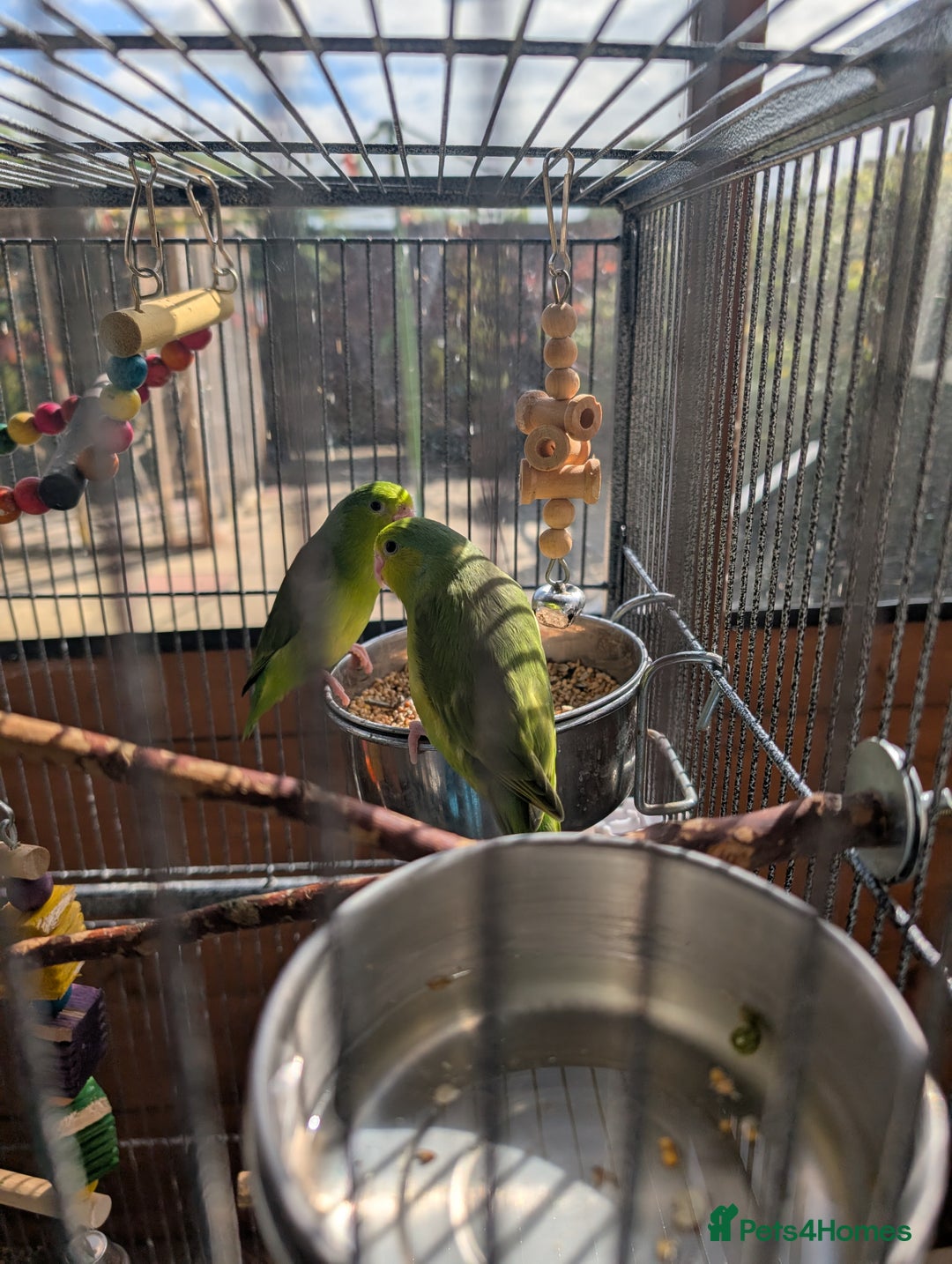 Parrots birds for sale: PARROTLET  - Image 3