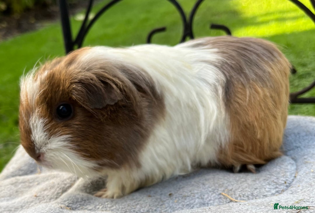 Guinea Pig rodents for sale: Female guinea pigs - Advert 1