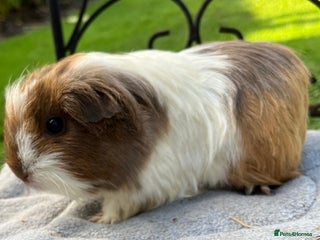 Guinea Pig rodents Female guinea pigs - Advert 6