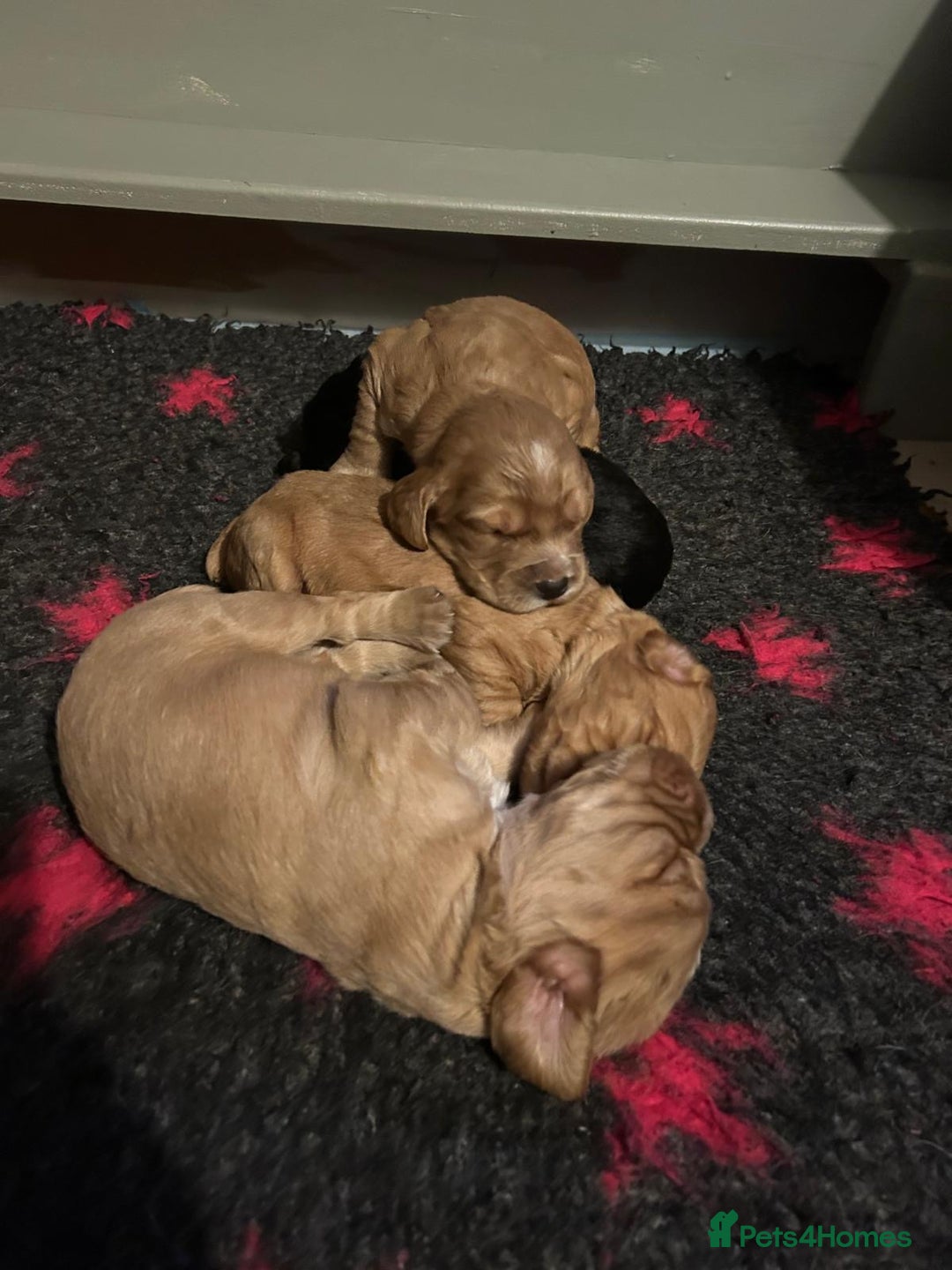 Cocker Spaniel dogs for sale: Beautiful KC reg working cocker spaniel puppies - Advert 4