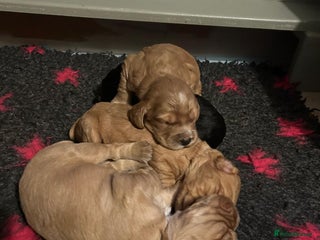 Cocker Spaniel dogs Beautiful KC reg working cocker spaniel puppies - Advert 4