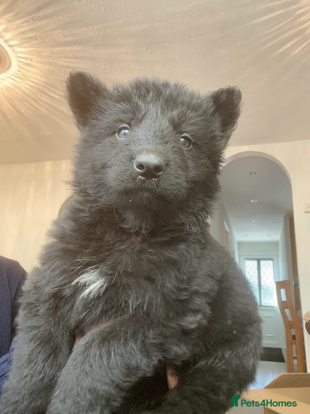 German Shepherd dogs for sale: German shepherd puppies  - Advert 21