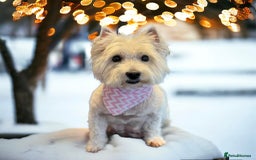 West Highland Terrier dogs for sale: ❤️Adorable Westies for loving homes ❤️ - Image 7