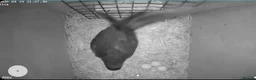 Parakeets birds for sale: proven pair Alexanderine gives olive chiks - Advert 9