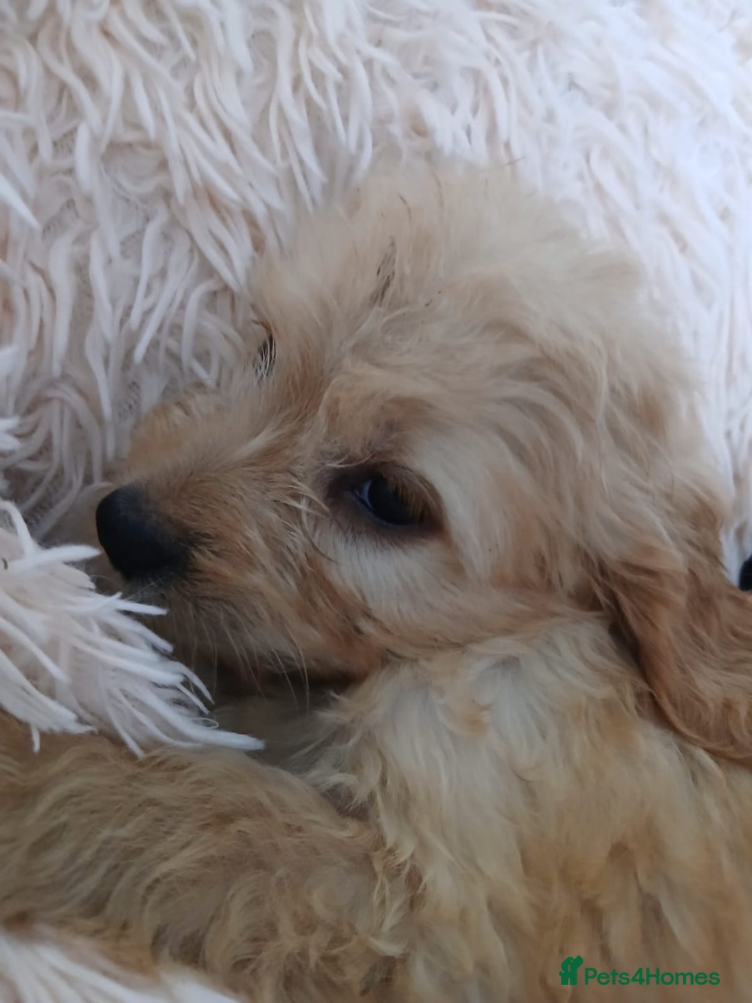 Cockapoo dogs for sale: Cockapoo puppies  - Image 4