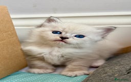 Siberian cats for sale: Only one Champion line girl available 🥰🥰 - Image 6