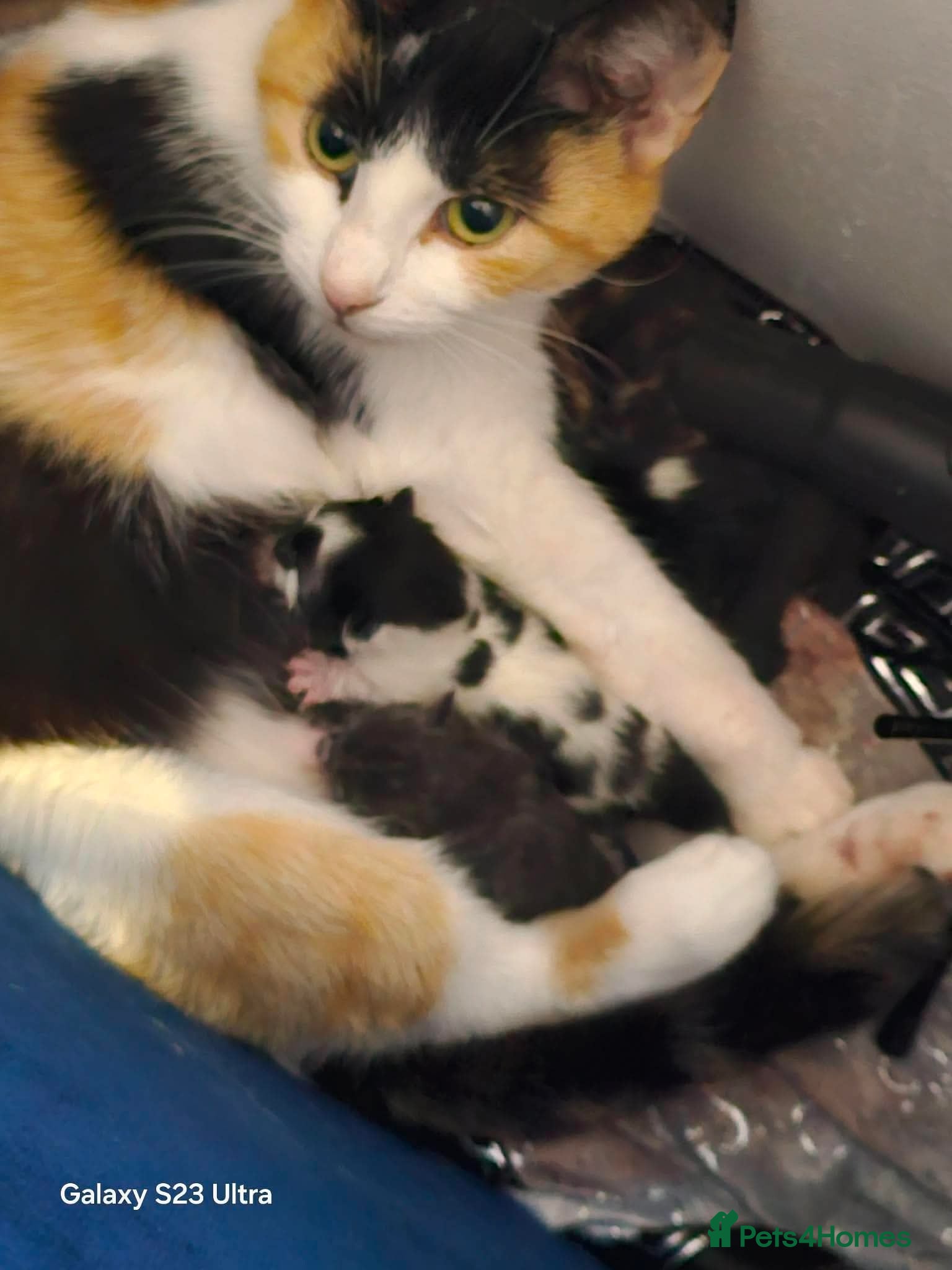 Domestic Shorthair cats Domestic shorthair kitten for sale black-white- - Advert 1