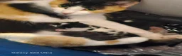 Domestic Shorthair cats for sale: Domestic shorthair kitten for sale black-white- - Advert 1