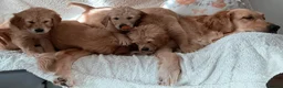 Golden Retriever dogs for sale: Chunky KC Female Golden Retrievers - Advert 11