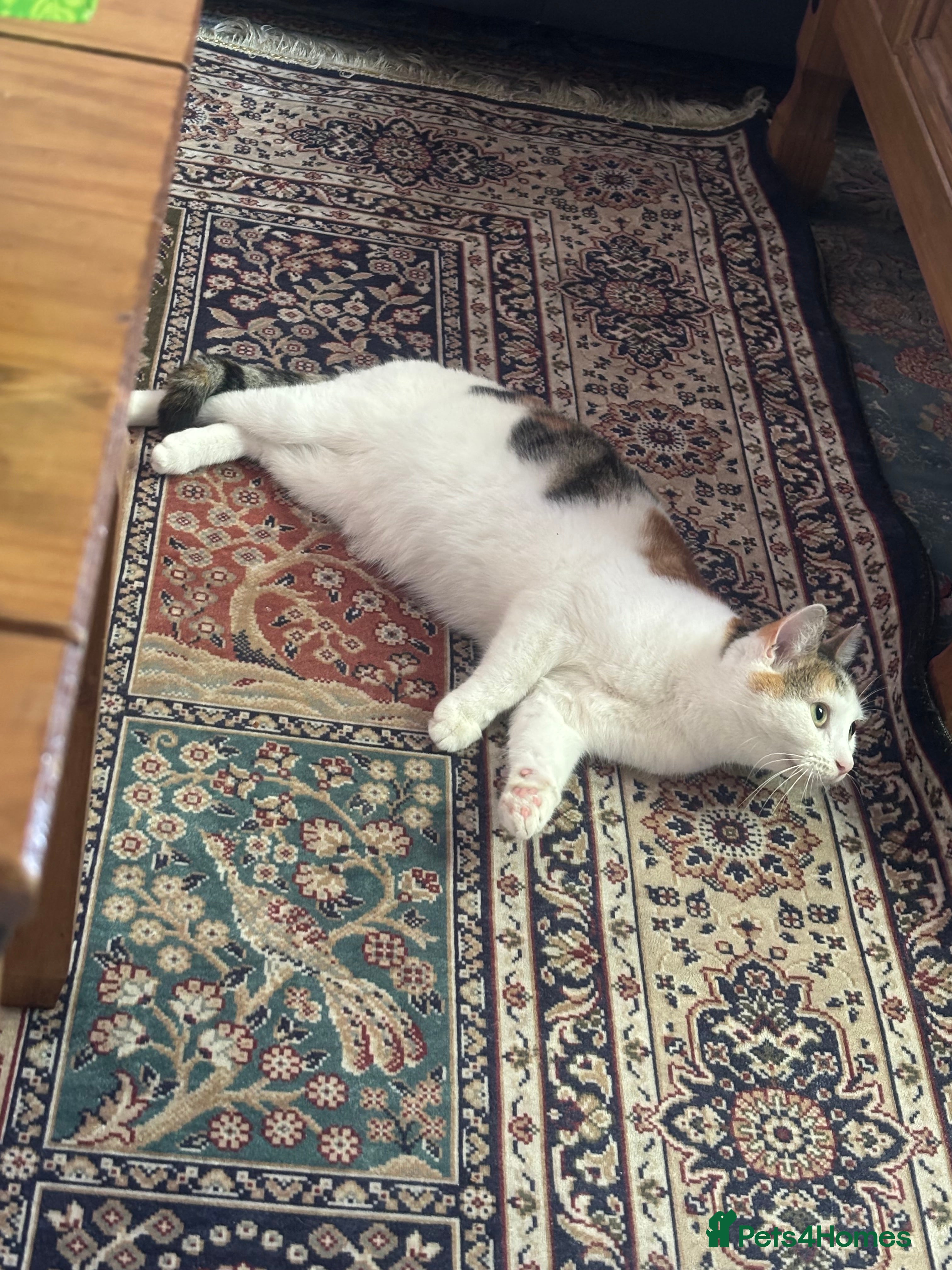 Mixed Breed cats Coco female cat  - Advert 2