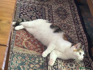 Mixed Breed cats Coco female cat - Advert 18