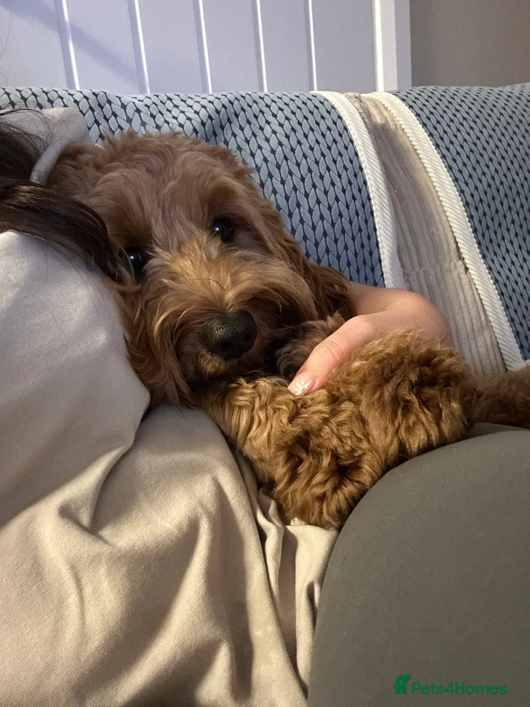 Cockapoo dogs for stud: STUD - DNA Tested Cockapoo (Poodle-Dominant) - Advert 6