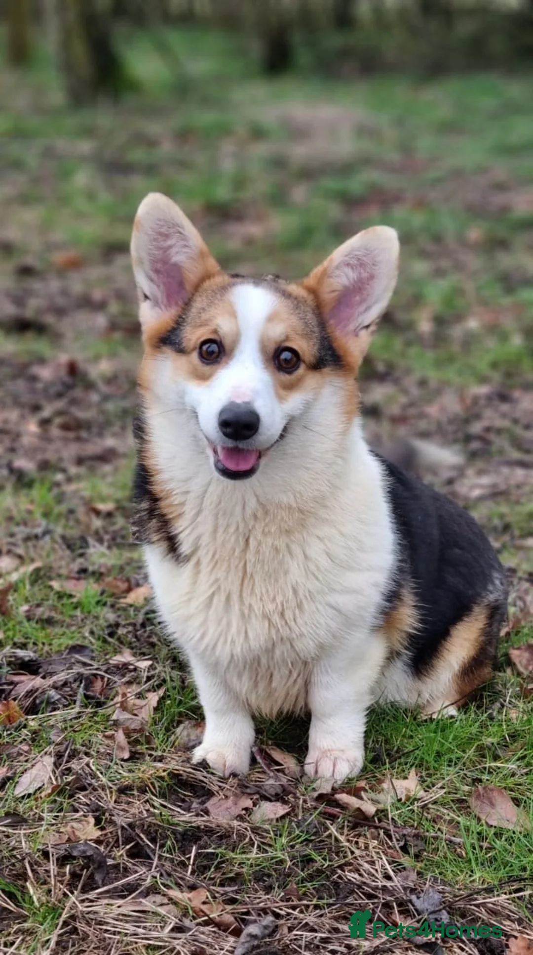Welsh Corgi Pembroke dogs for sale: Waiting list HEALTH TESTED parent's 🐾 - Advert 6