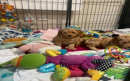 Maltipoo dogs for sale: 💖BEAUTIFUL LICENSED-BRED MALTIPOOS 💖 - Image 25