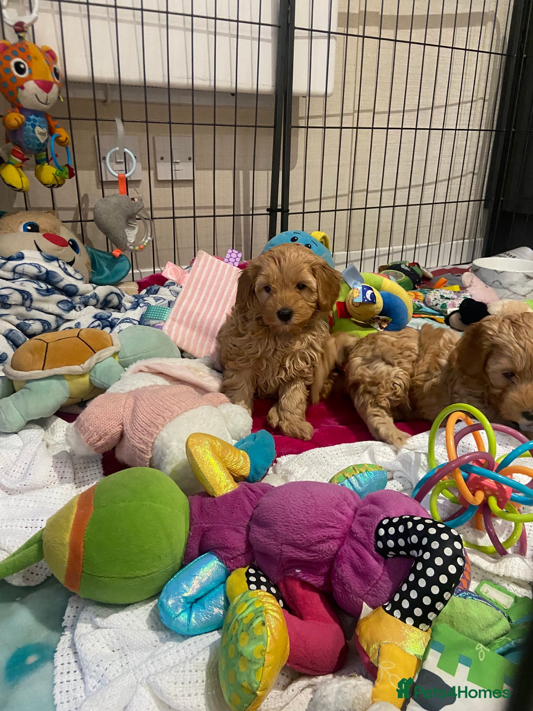 Maltipoo dogs for sale: 💖BEAUTIFUL LICENSED-BRED MALTIPOOS 💖 - Image 25