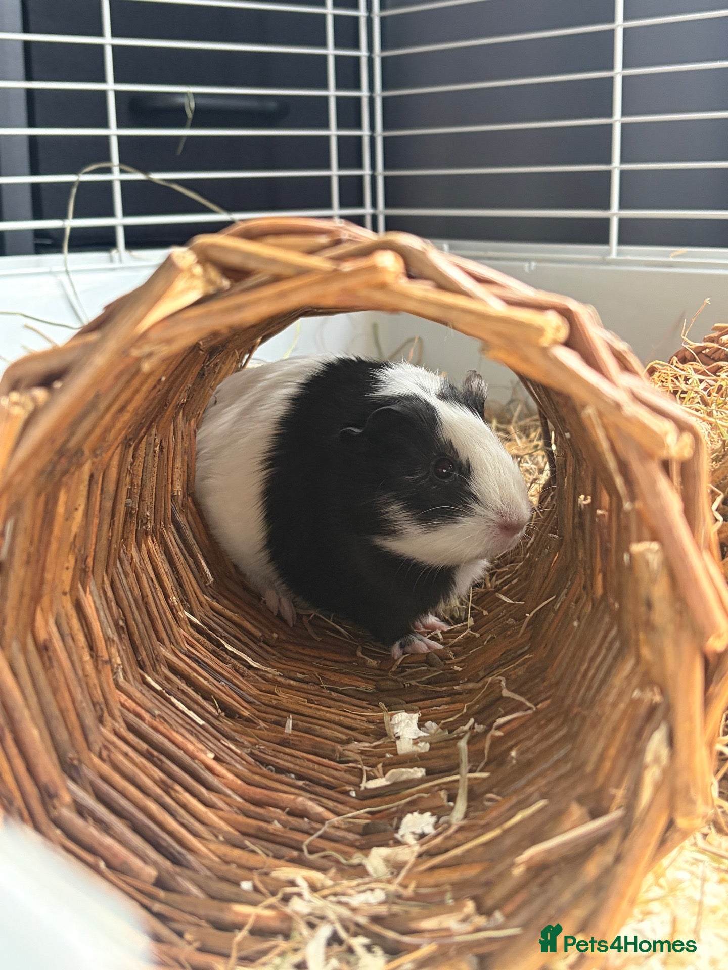 Guinea Pig rodents for sale: sole guinea pig  - Advert 1
