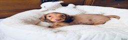 Miniature Dachshund dogs for sale: PRA 🏆Clear Champion 🏆Long Haired Puppies - Advert 6
