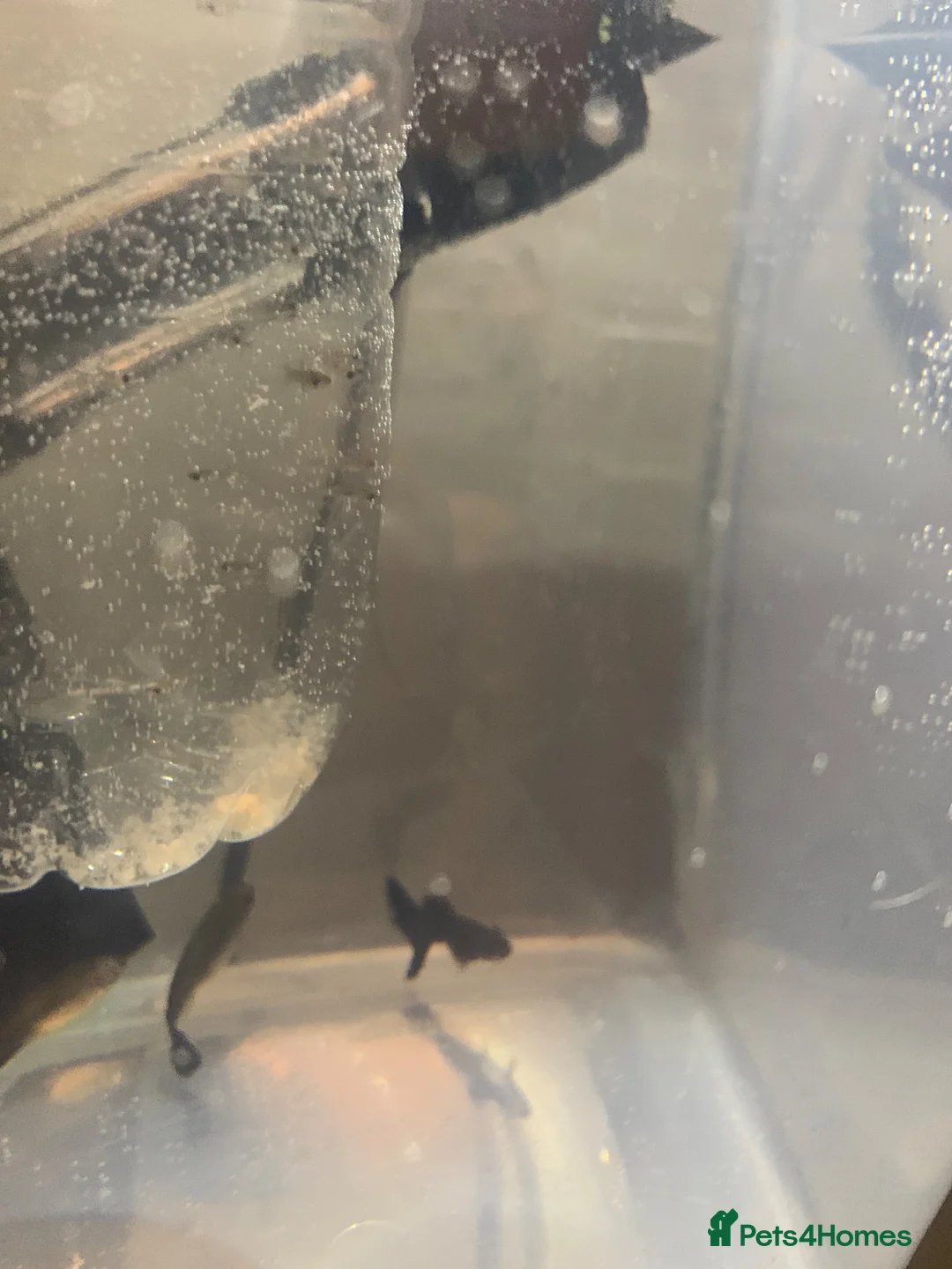 Live Bearers fish for sale: Pure strain baby purple moscow  in Altrincham - Advert 2