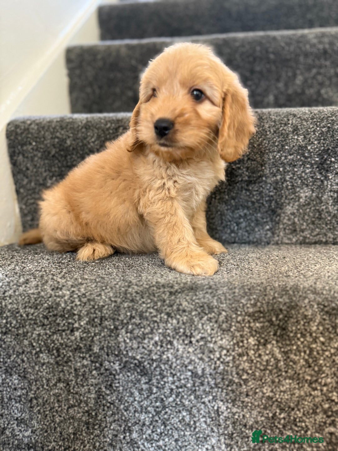 Cockapoo dogs for sale: Ready to go forever home one girl left  - Image 17