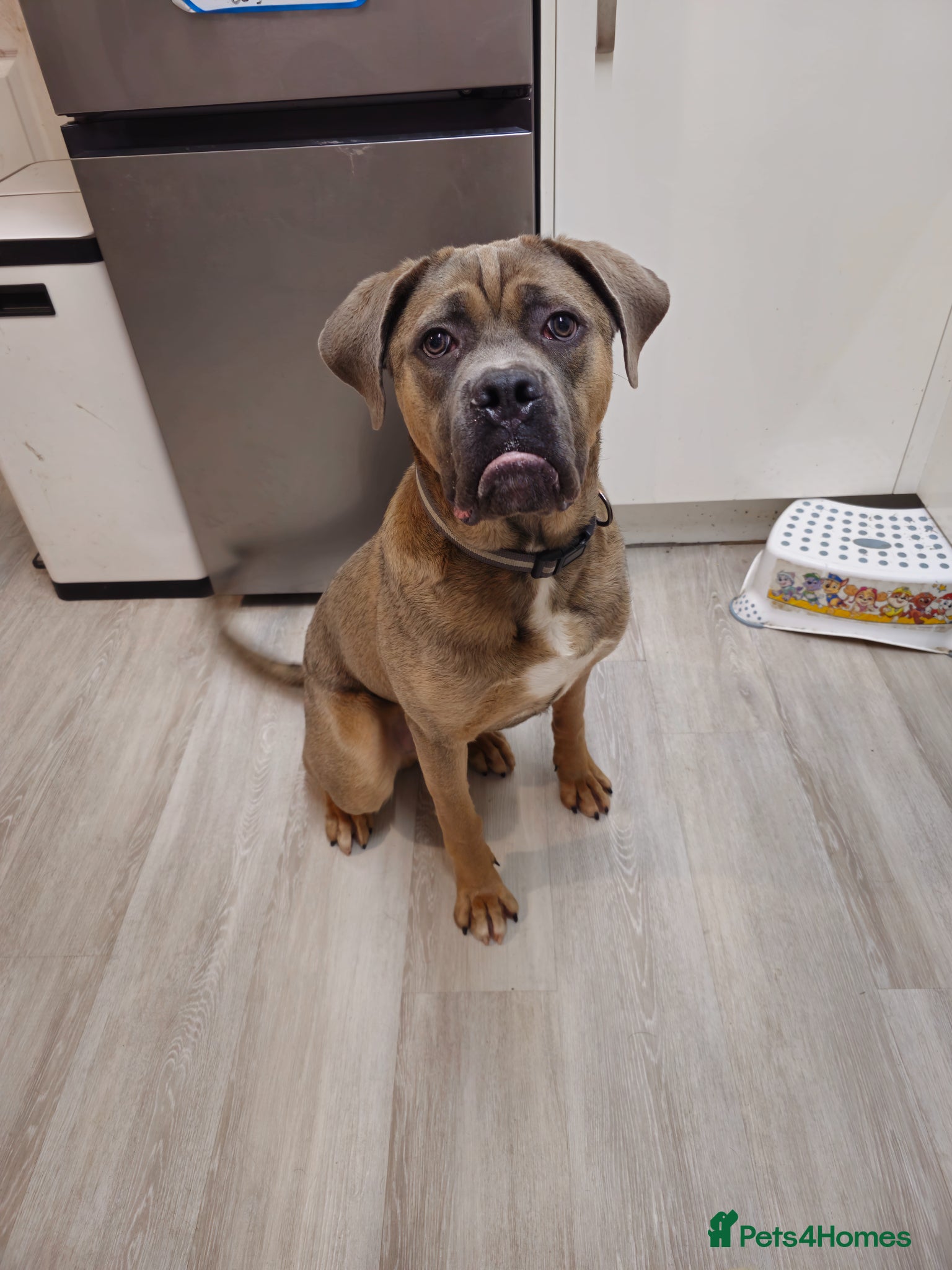 Cane Corso dogs URGENT RE-HOME Male Cane Corso  - Advert 1