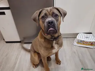 Cane Corso dogs URGENT RE-HOME Male Cane Corso - Advert 1