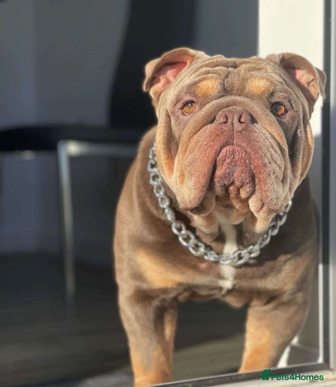 English Bulldog dogs for stud: Fully Suit Lilac Tan Stud newly REDUCED price in Whitley Bay - Advert 7