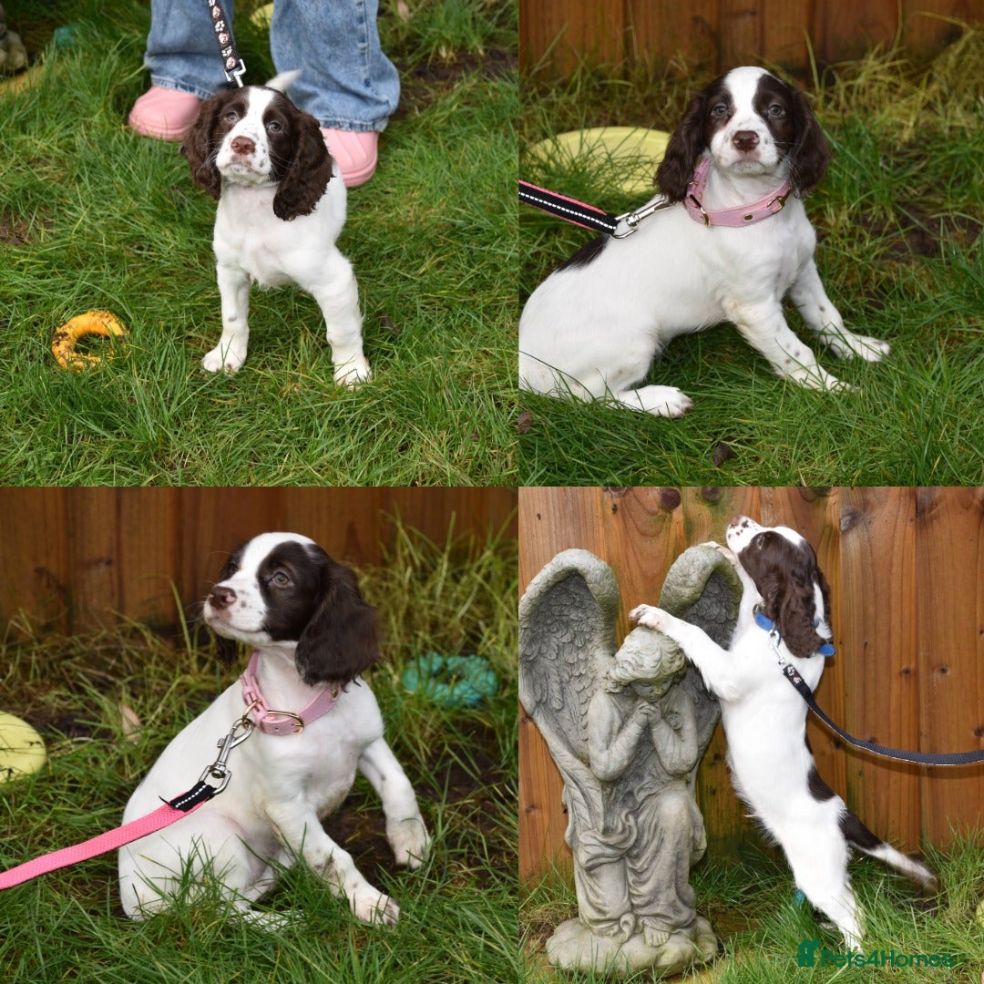 Cocker Spaniel dogs Ready Now Kc Reg Health Tested - Advert 8