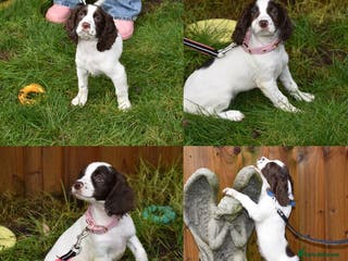 Cocker Spaniel dogs Ready Now Kc Reg Health Tested - Advert 3