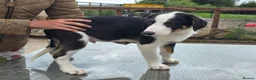 Border Collie dogs for sale: 3 stunning border collie pups - Advert 8