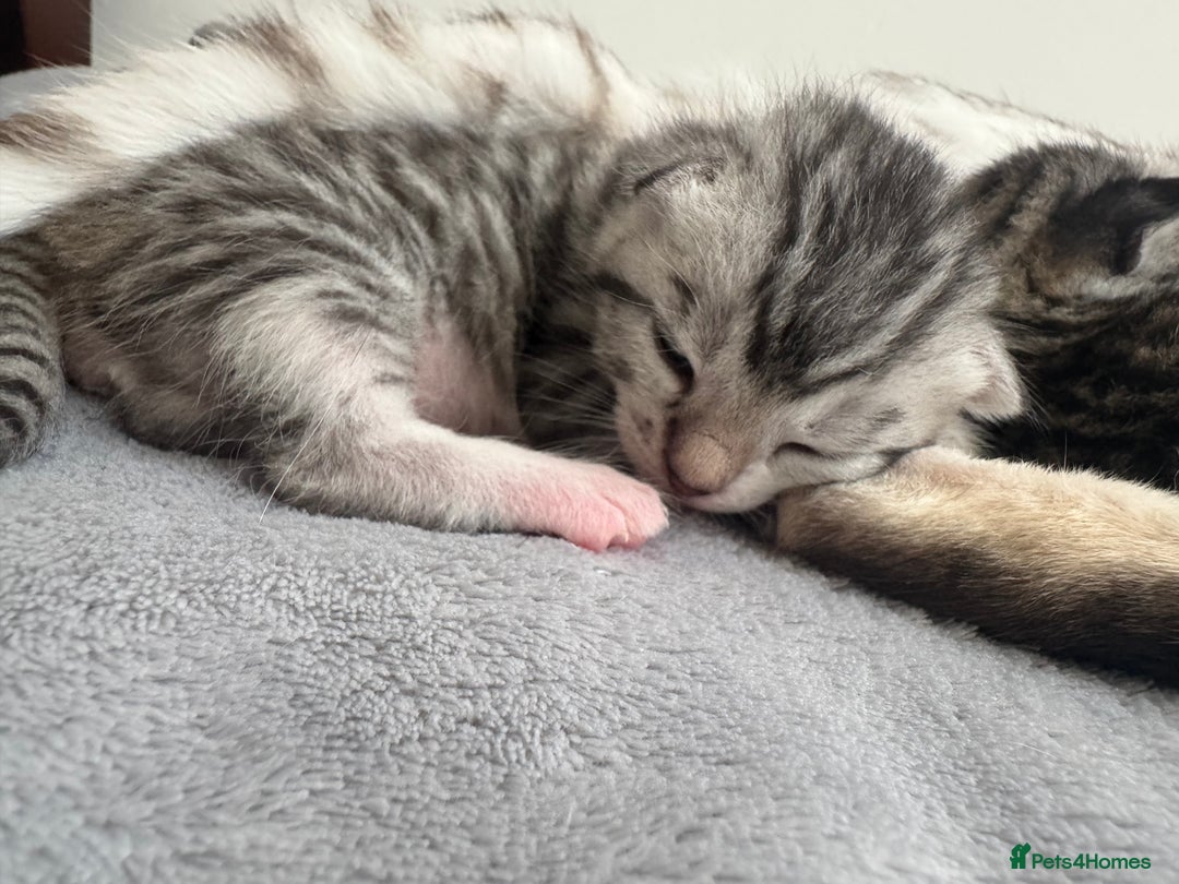 Bengal cats for sale: 🐆Bengal X Kittens 🐈‍⬛  - Image 3