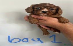 Cavalier King Charles Spaniel dogs for sale: Excessively tested Ruby Cavalier King Charles  - Image 4