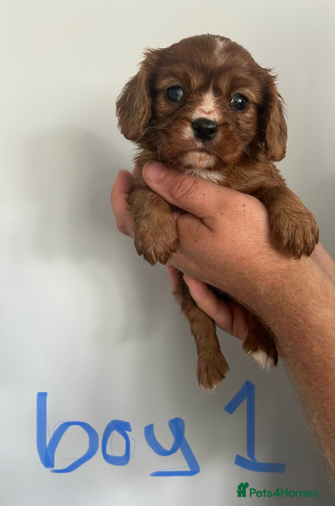 Cavalier King Charles Spaniel dogs for sale: Excessively tested Ruby Cavalier King Charles  - Image 4