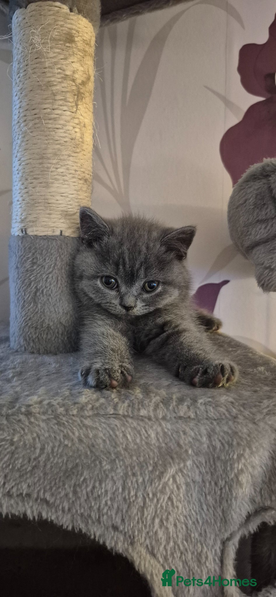 British Shorthair cats for sale: British shorthair kittens for sale  in Gloucester - Advert 4