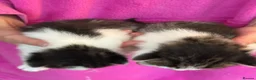 British Shorthair cats for sale: Beautiful Family Raised Kittens  - Advert 14