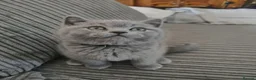 British Shorthair cats for sale: GCCF Registered Britsh Shorthairs £990 for both - Advert 16