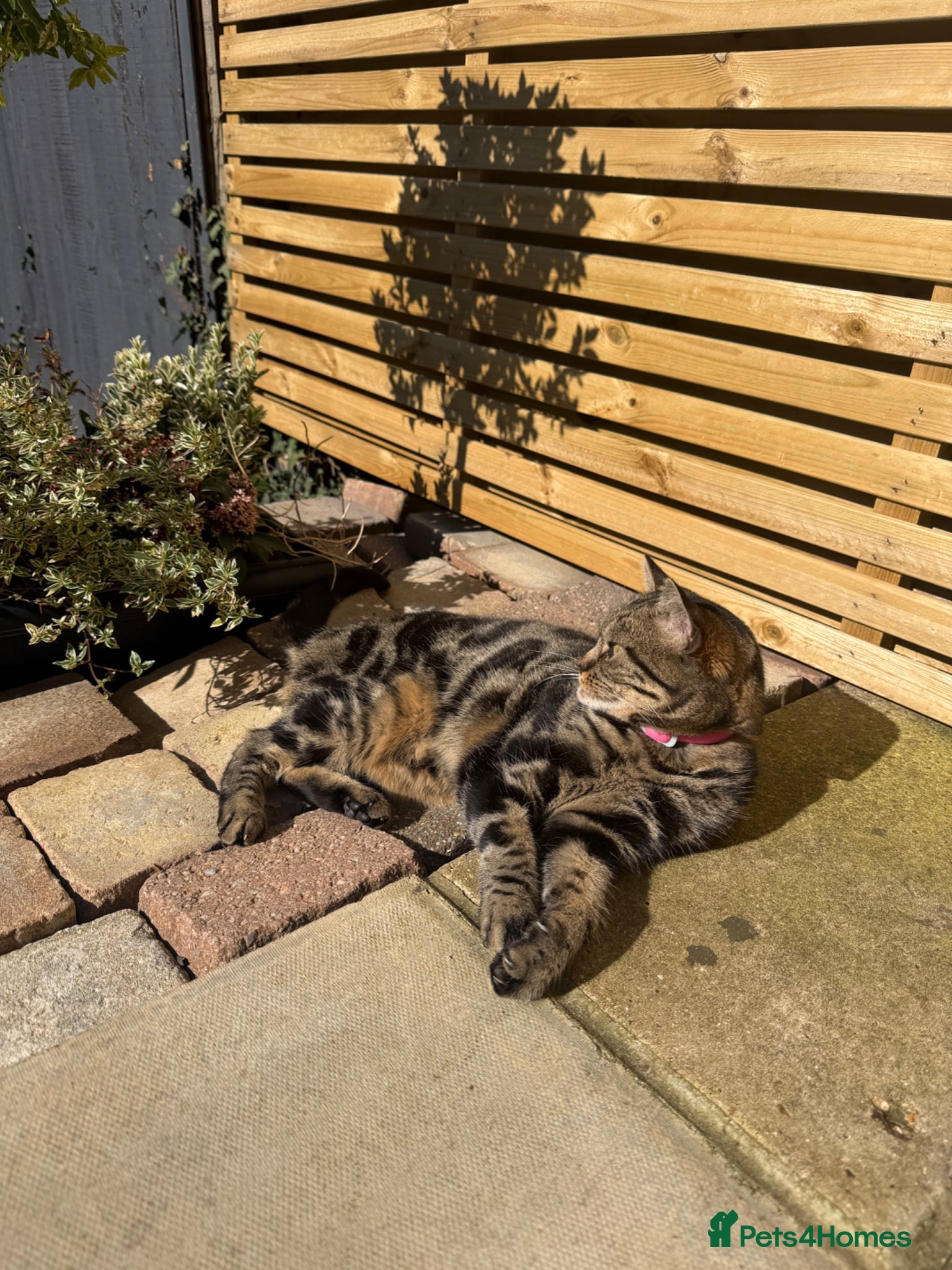 British Shorthair cats Beautiful half bengal girl  - Advert 2