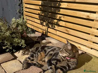 British Shorthair cats Beautiful half bengal girl - Advert 3