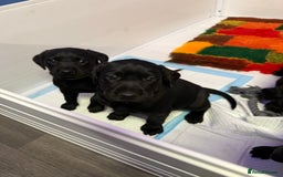 Labrador Retriever dogs for sale: Black pedigree Labradors only 3 girls available  - Image 16
