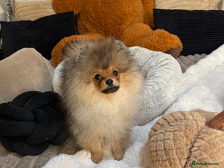 Pomeranian dogs orange Pomeranian puppy - Advert 17