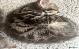 Bengal cats for sale: bengal cross kitten  - Image 4