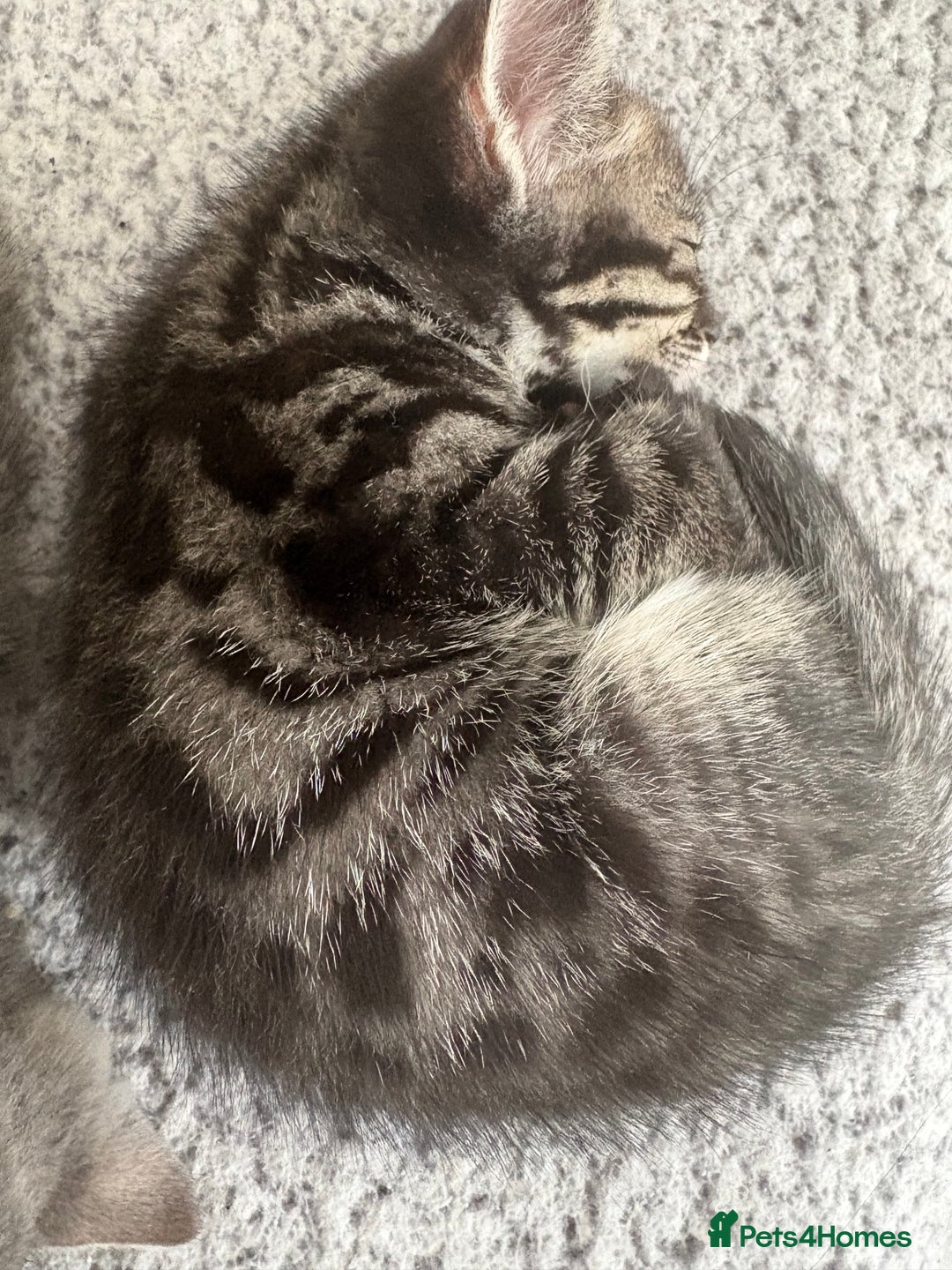 Bengal cats for sale: bengal cross kitten  - Image 4
