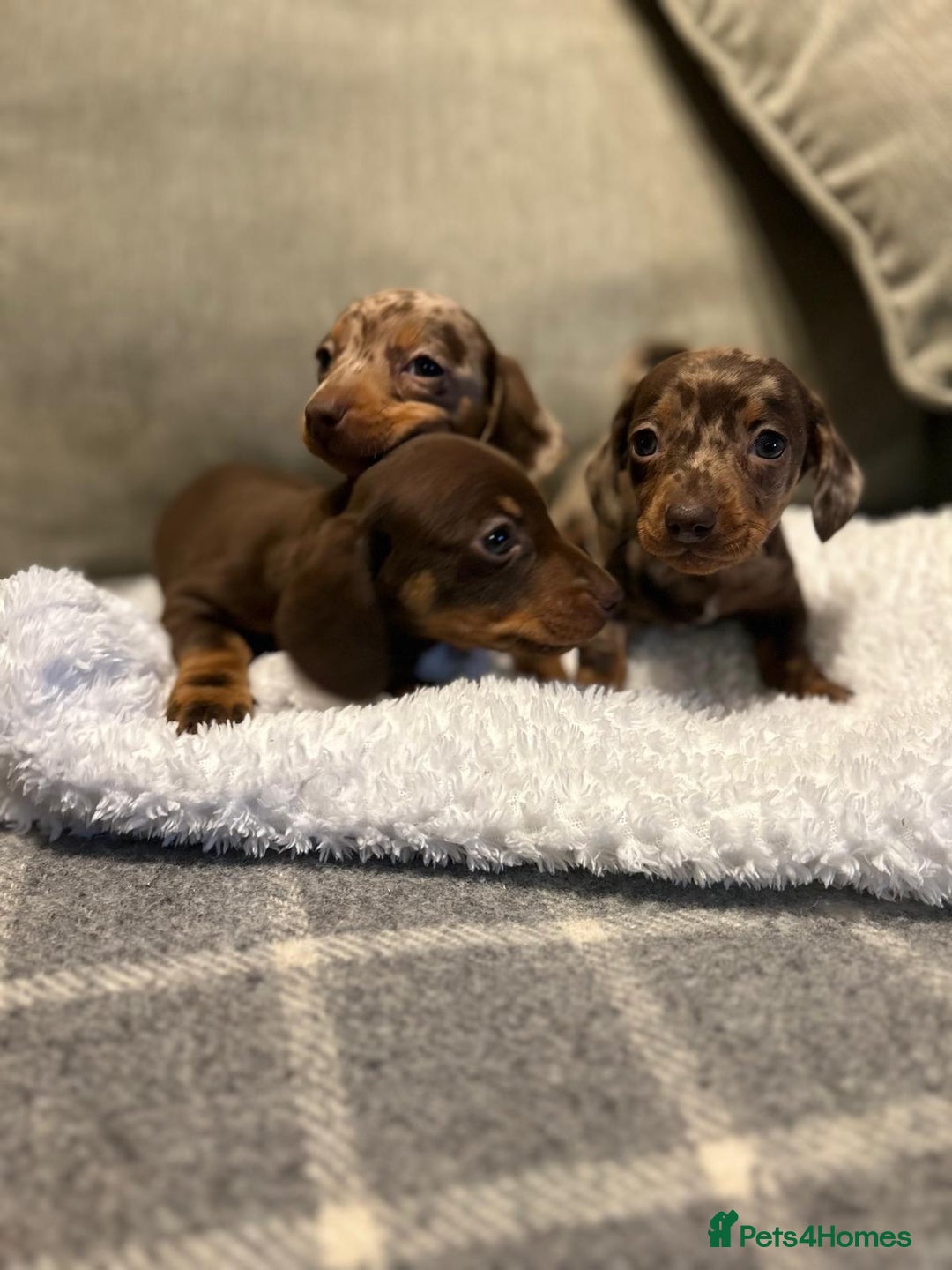 Miniature Dachshund dogs for sale: Stunning Miniature Dachshund Puppies-KC Registered - Advert 7