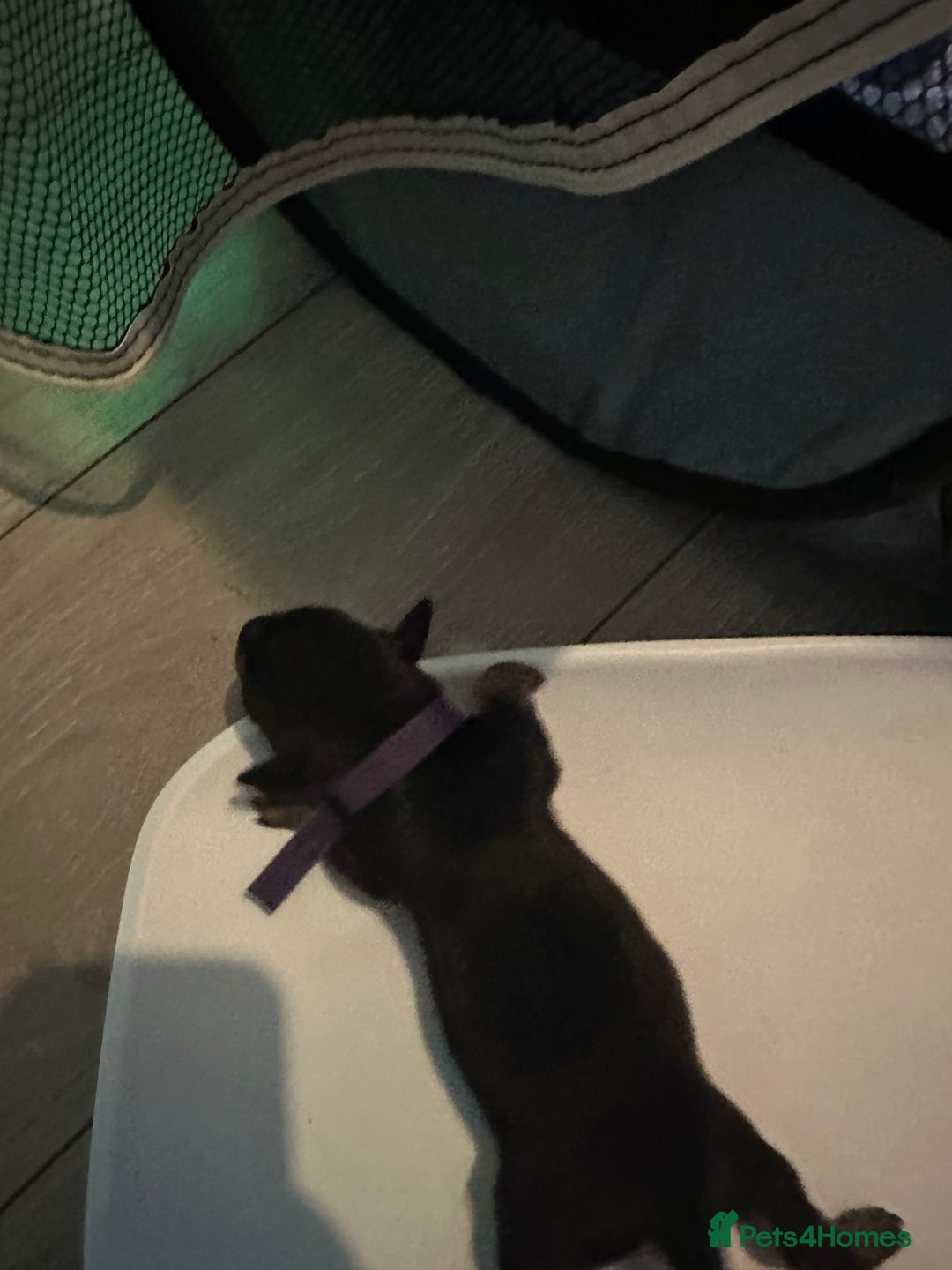 Mixed Breed dogs for sale: Dorkies - Image 6