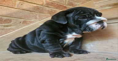 English Bulldog dogs - Advert 16