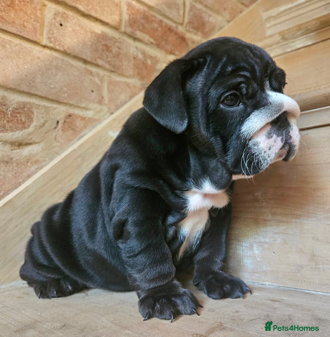 English Bulldog dogs for sale: Outstanding KC English Bulldogs, Top Quality Pups - Image 7