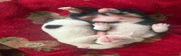Mixed Breed dogs for sale: Old Tyme Collies looking for their forever home in Durham - Advert 10